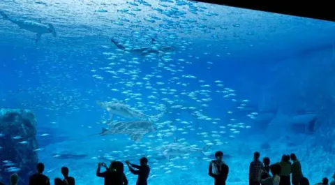 aquarium Nausicaa - bannière